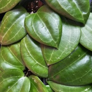 Hoya latifolia sp. Maluku