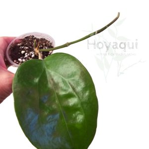 Hoya surigaoensis