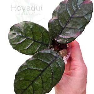 Hoya globulosa (Cao Bang)