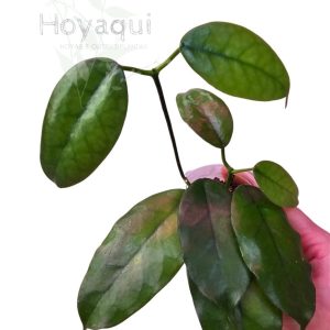 Hoya globulosa (long leaves)