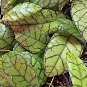 Hoya callistophylla KAL 10