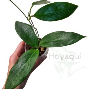 Hoya sp. UT-039 'Flores Island'