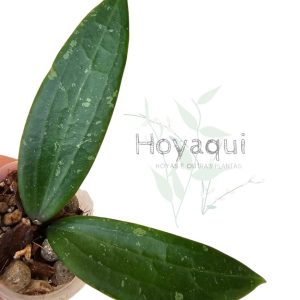 Hoya sp. Loei Province