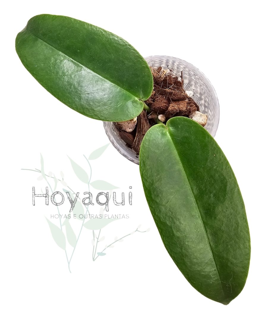 Hoya onychoides