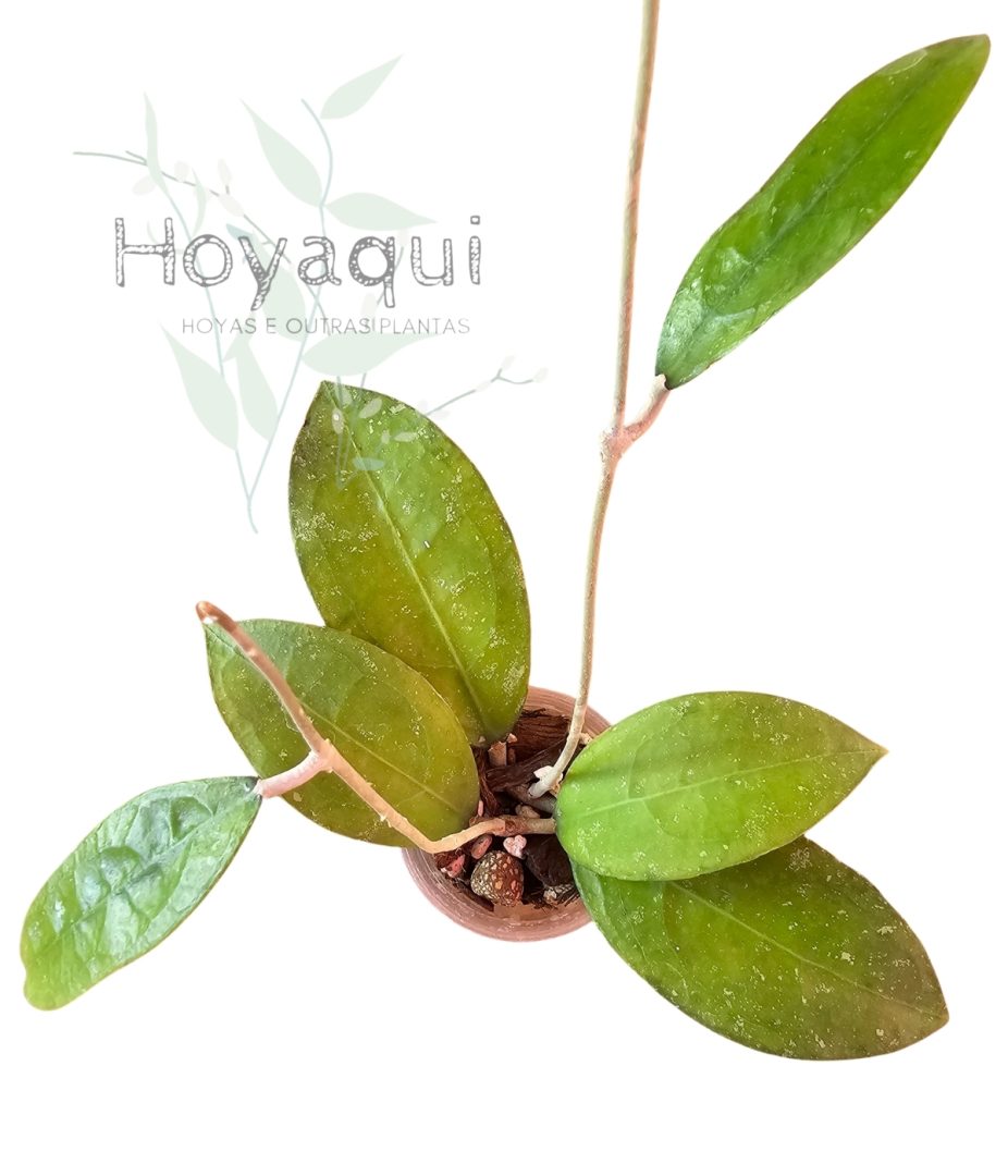 Hoya sp. Trenggalek