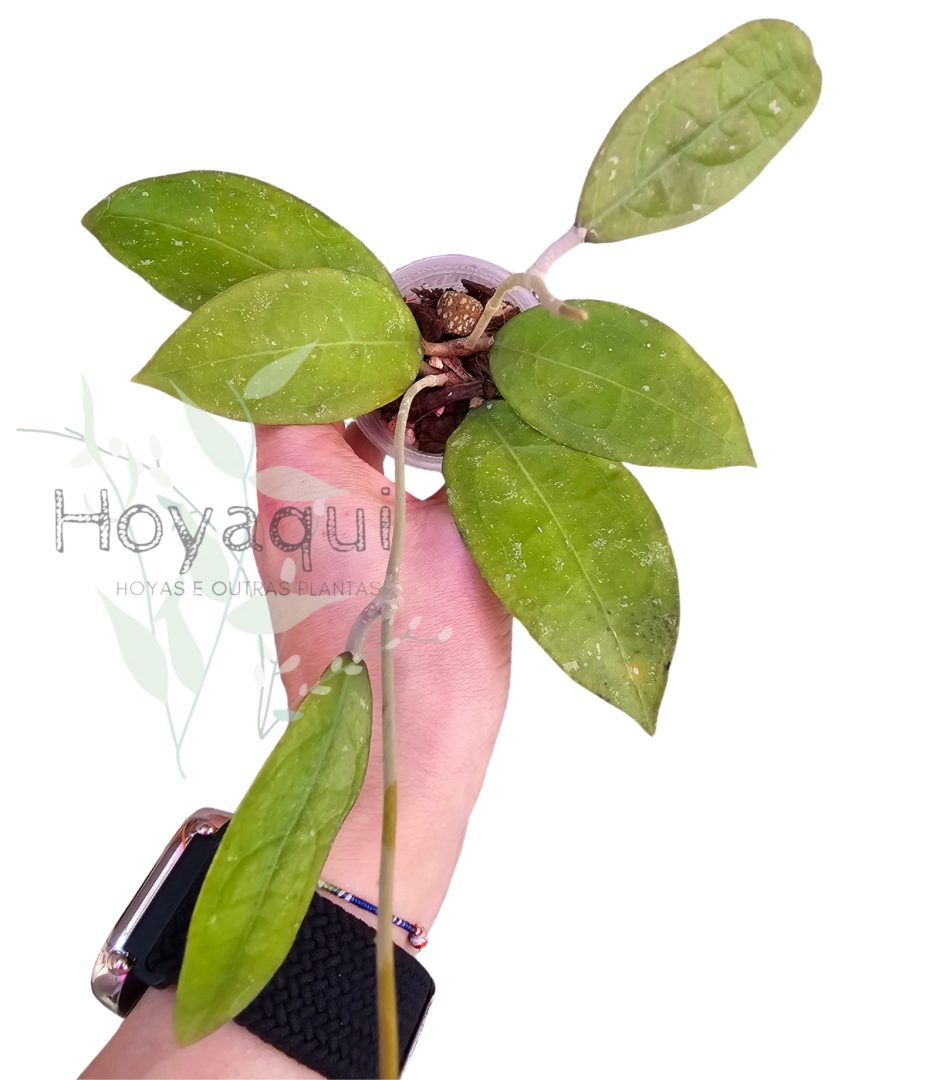Hoya sp. Trenggalek