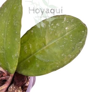 Hoya sp. Trenggalek