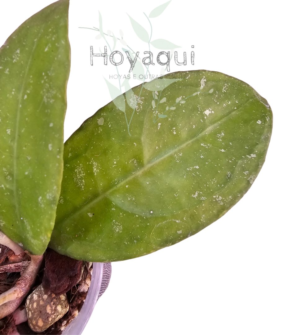 Hoya sp. Trenggalek
