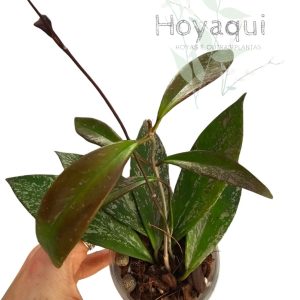 Hoya pubicalyx (splash)