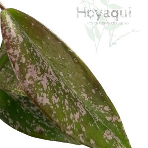 Hoya pubicalyx (splash)