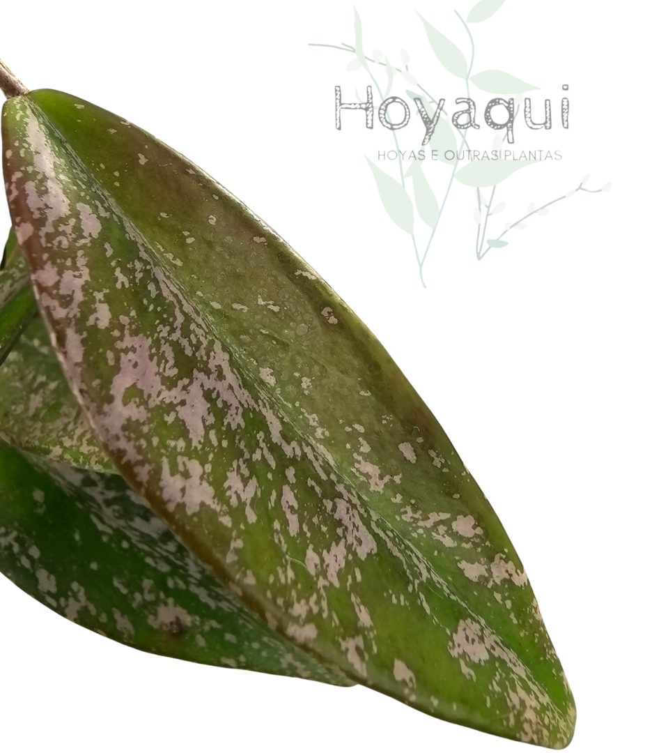 Hoya pubicalyx (splash)