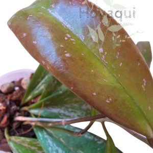 Hoya pubicalyx (splash)