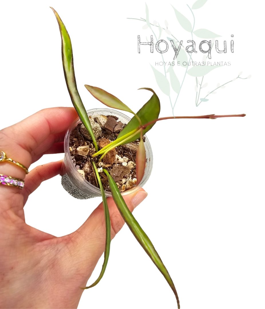 Hoya tsangii (inner var)