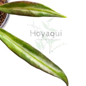 Hoya tsangii (inner var)