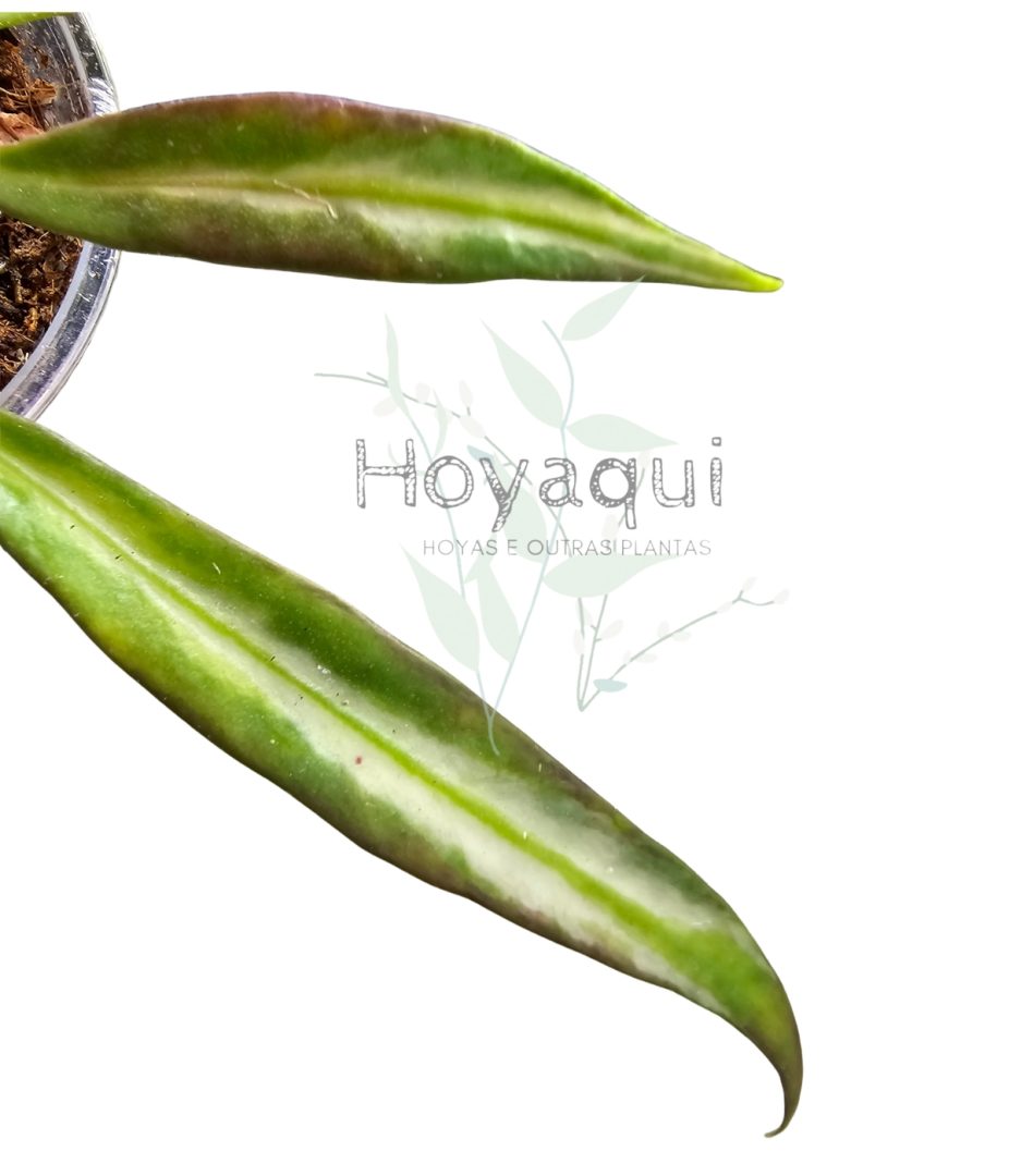 Hoya tsangii (inner var)