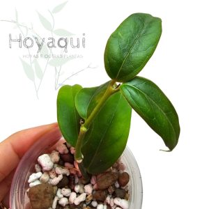 Hoya acuminata