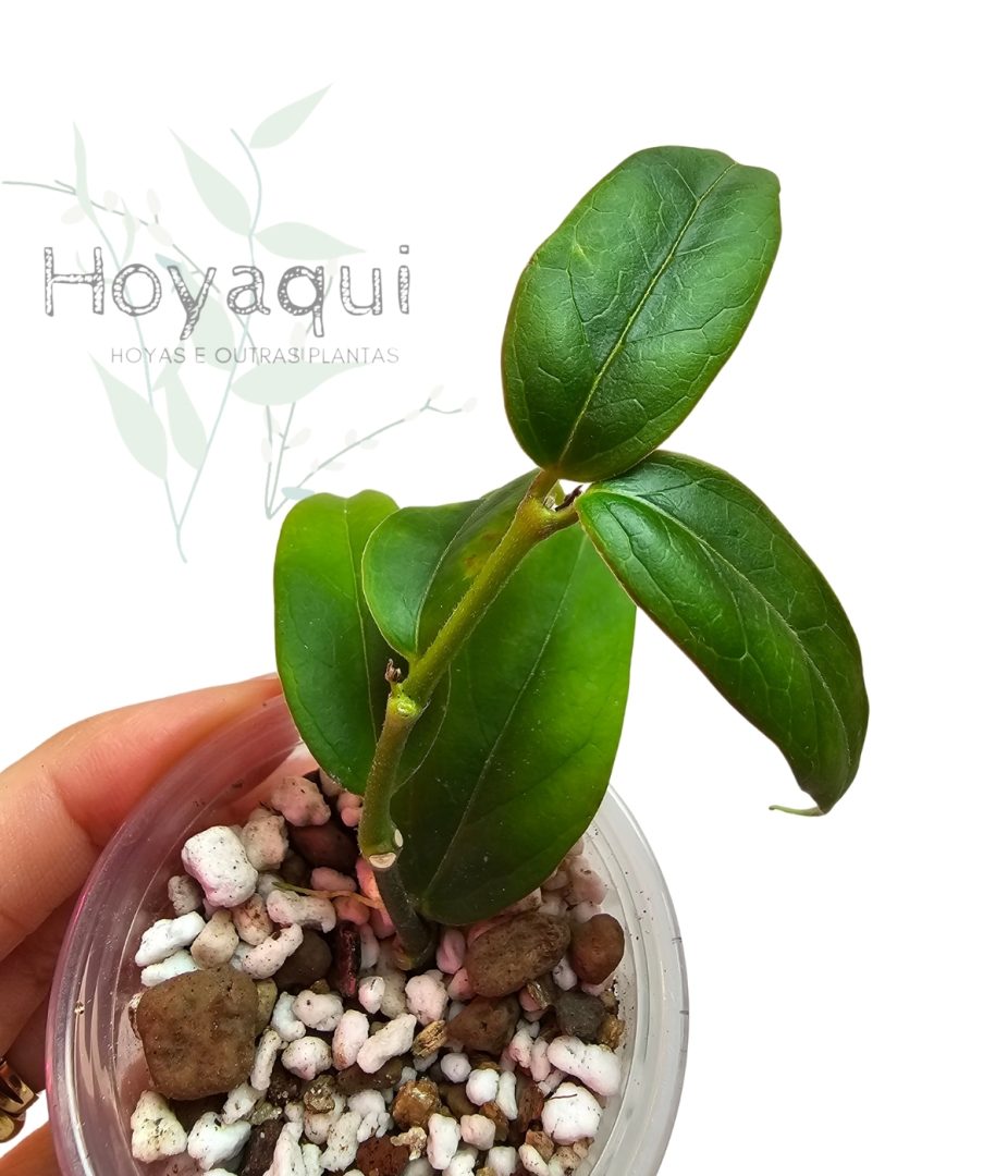 Hoya acuminata