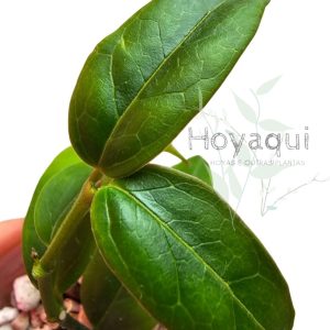 Hoya acuminata