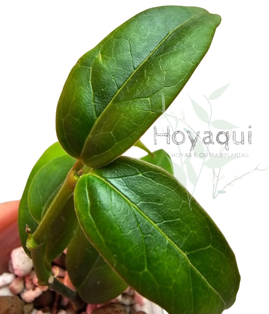 Hoya acuminata
