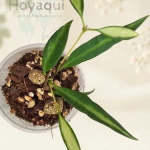Hoya tsangii (inner variegated)