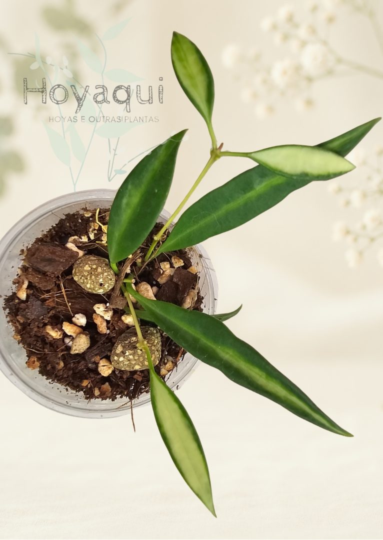 Hoya tsangii (inner variegated)