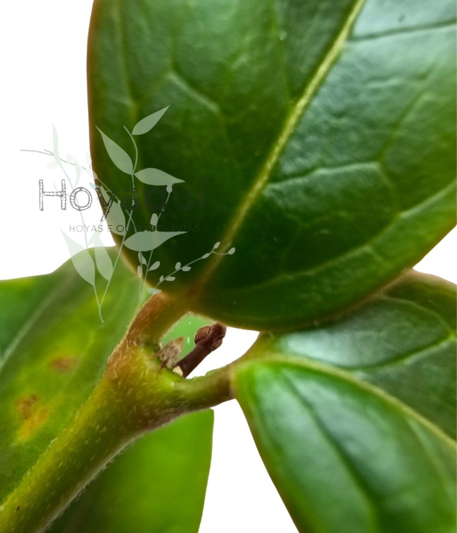 Hoya acuminata