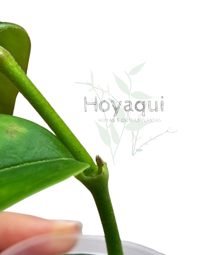 Hoya acuminata