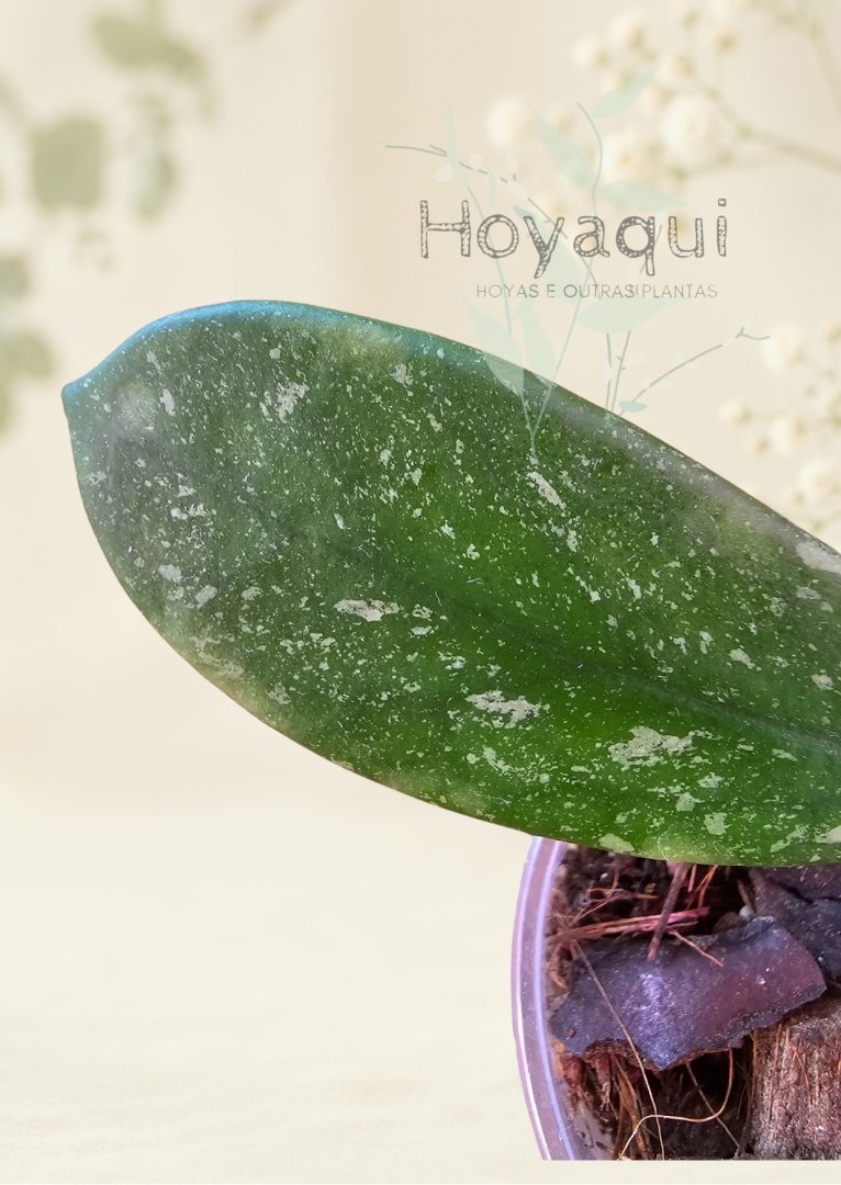 Hoya diversifolia (splash)