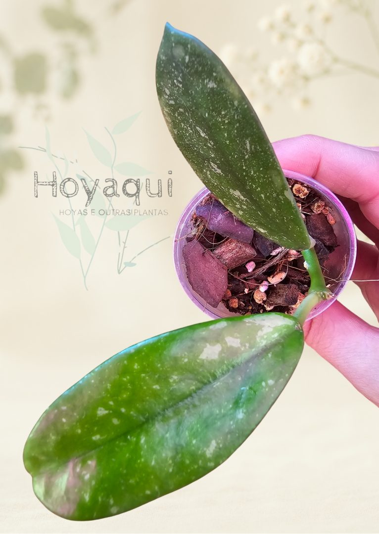 Hoya diversifolia (splash)