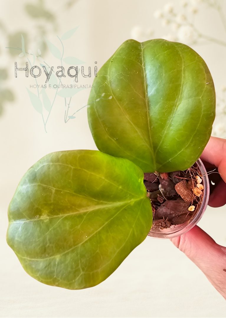 Hoya chuniana Hoya chuniana