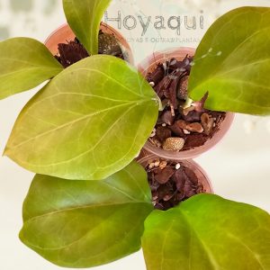 Hoya chuniana