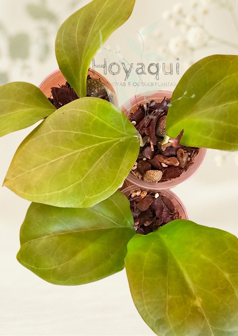 Hoya chuniana Hoya chuniana