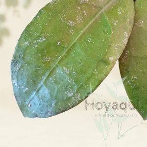 Hoya sp. Trenggalek