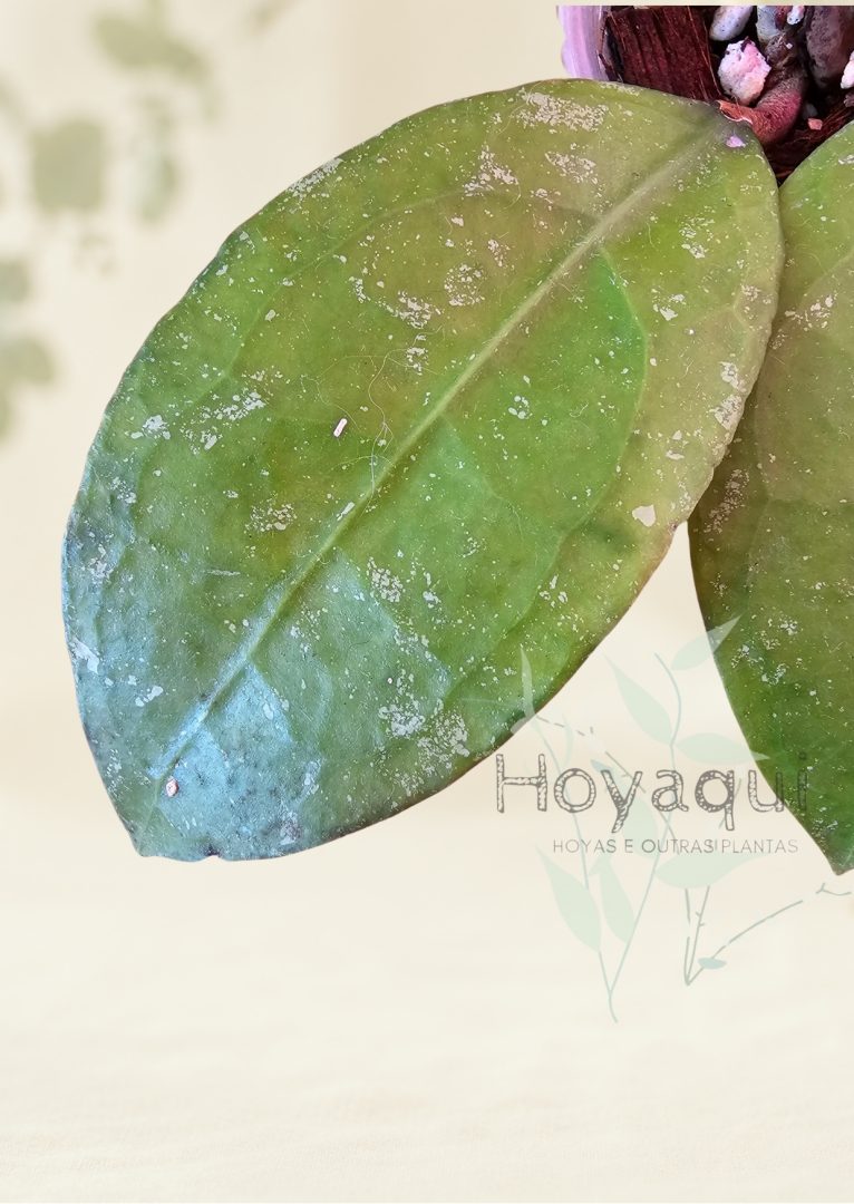 Hoya sp. Trenggalek Hoya sp. Trenggalek