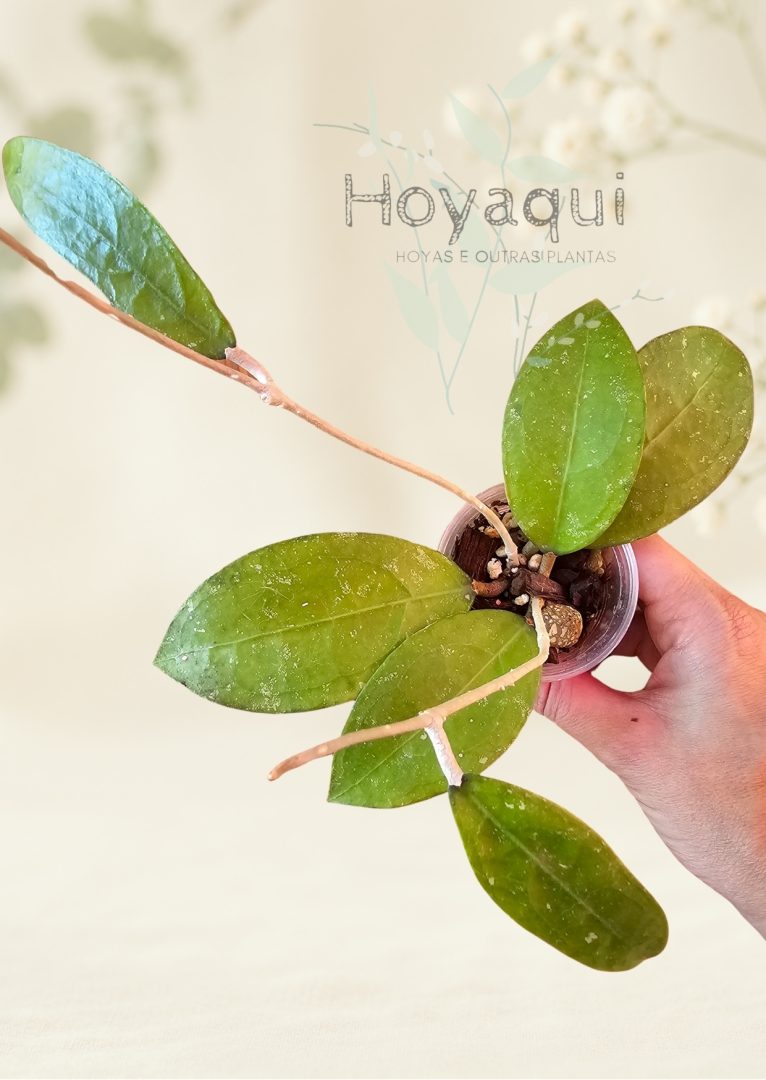 Hoya sp. Trenggalek Hoya sp. Trenggalek