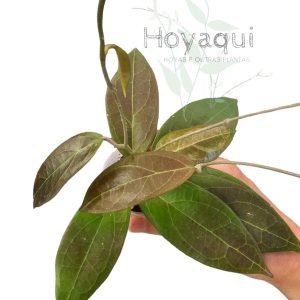 Hoya sp. UT-039 ‘Flores Island’