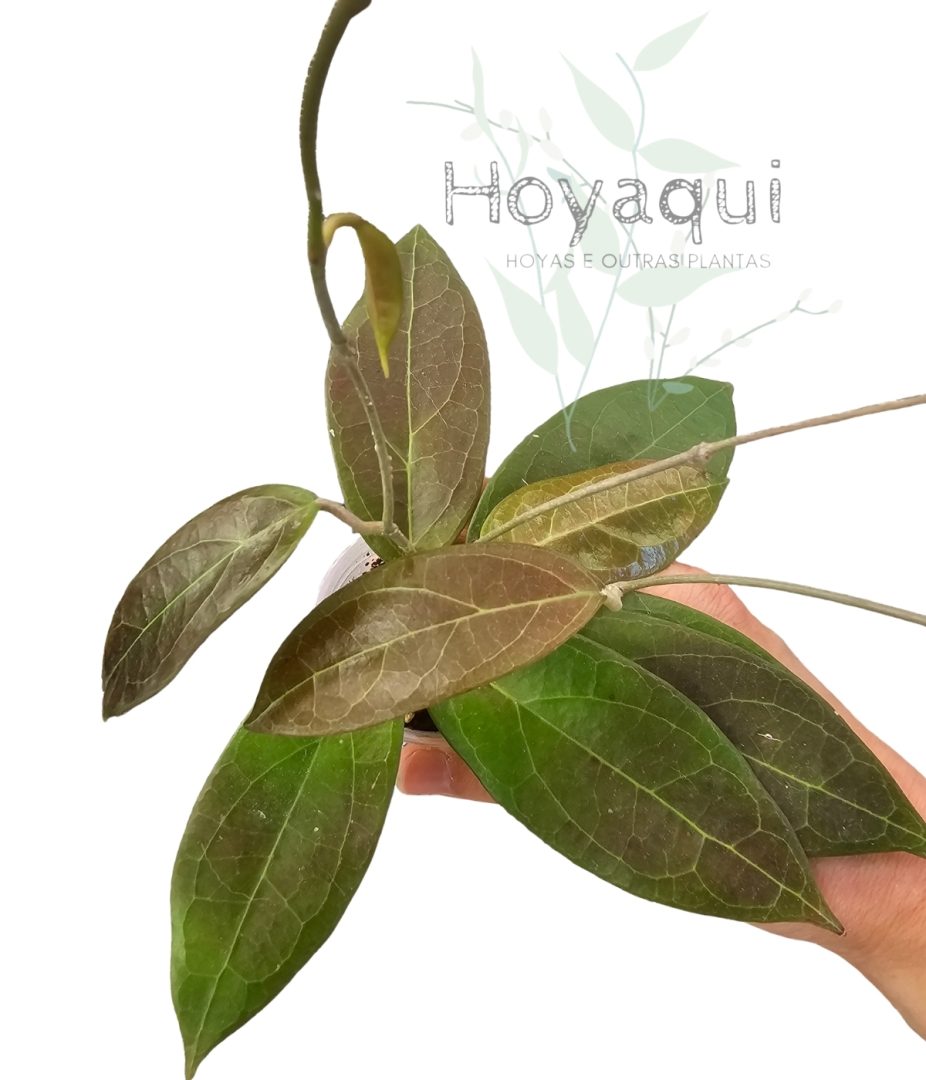 Hoya sp. UT-039 ‘Flores Island’