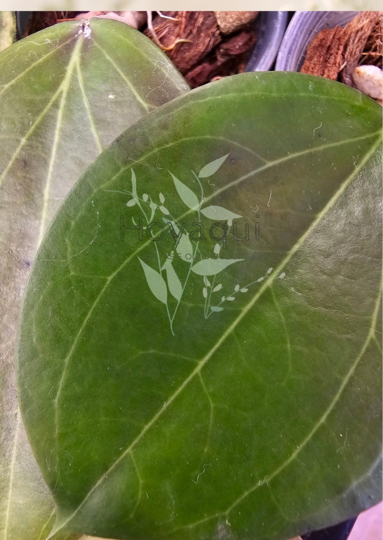 Hoya dolichosparte Hoya dolichosparte