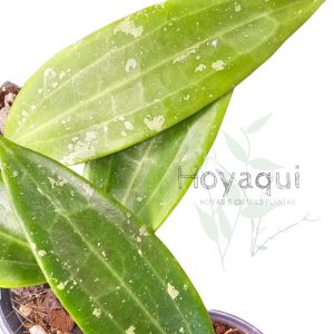 Hoya sp. Loei Province