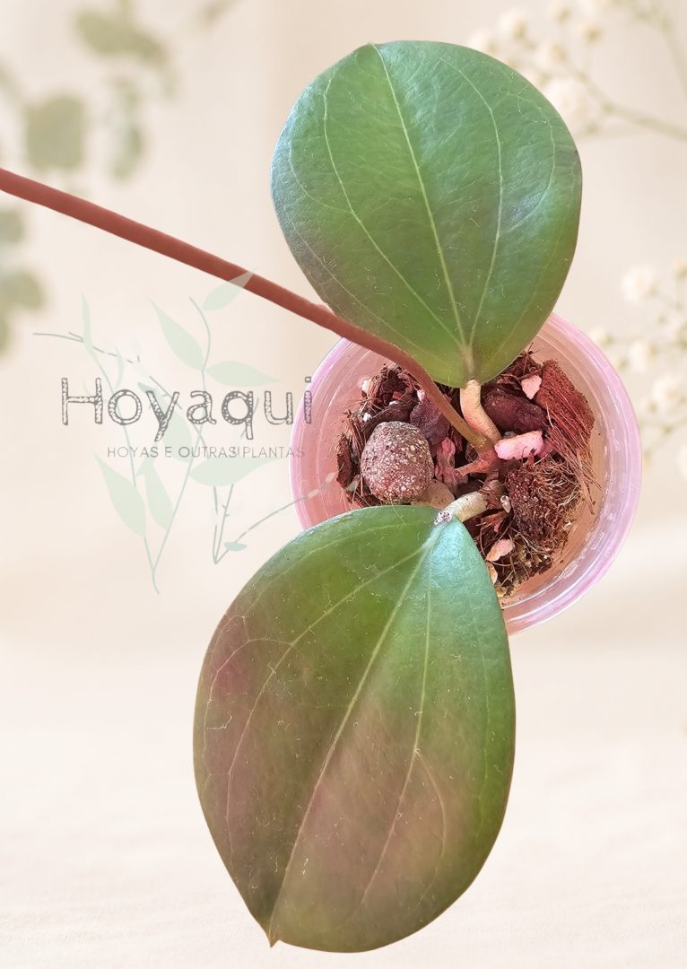 Hoya dolichosparte Hoya dolichosparte