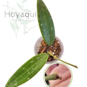 Peduncúlo/Flor