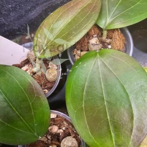 Hoya dolichosparte