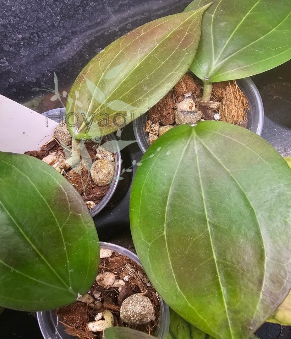 Hoya dolichosparte