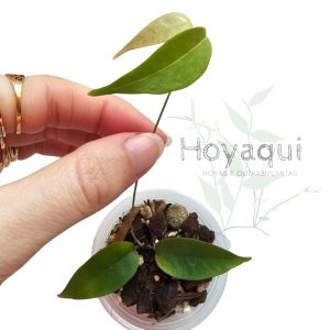 Hoya exilis