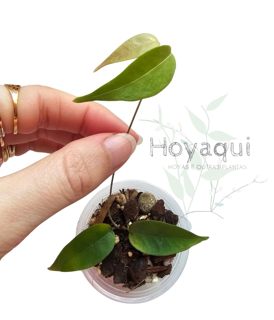Hoya exilis