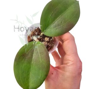Hoya dolichosparte