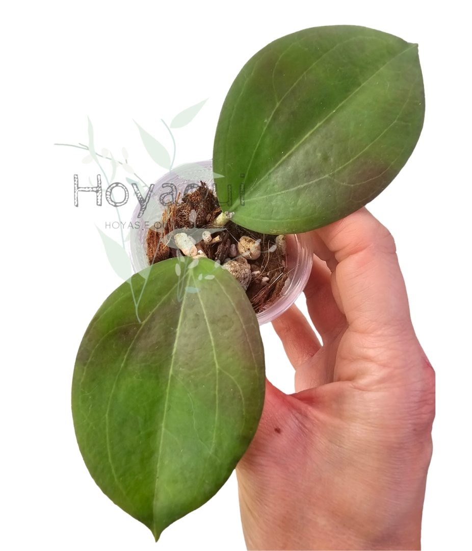Hoya dolichosparte