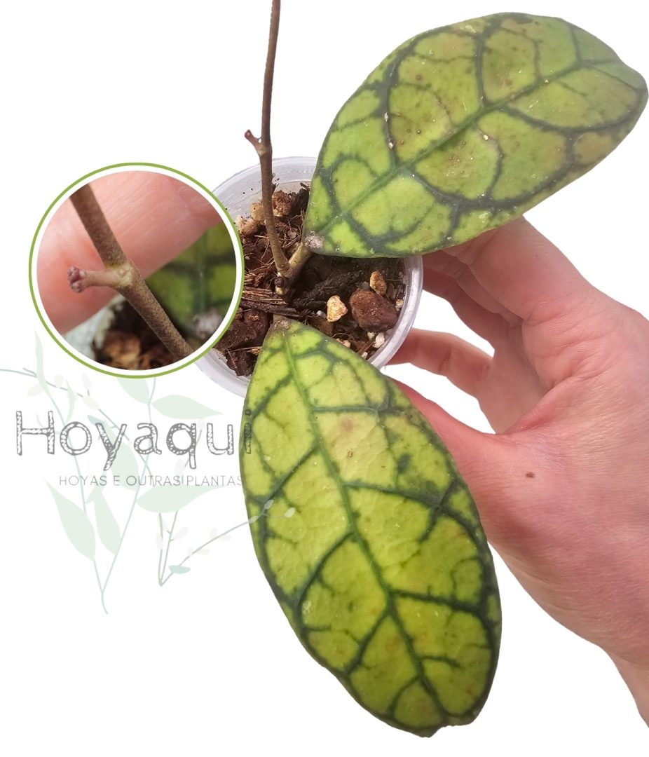 Hoya callistohylla KAL10