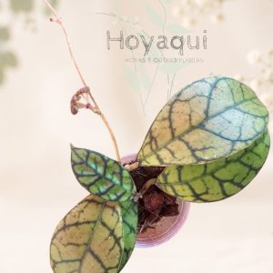 Hoya callistohylla KAL10