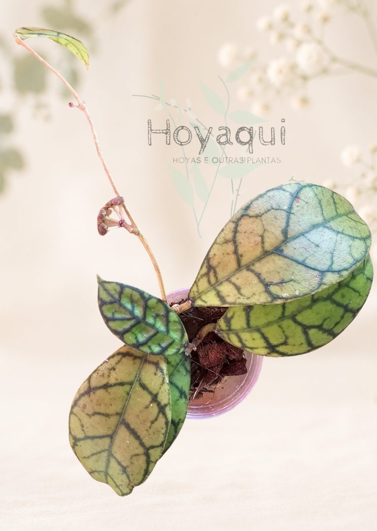 Hoya callistohylla KAL10